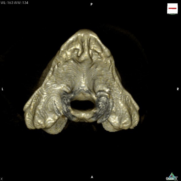 3D CT coudal view of an affected lion