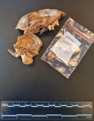 gila-kahila-bar-gal-research.jpg