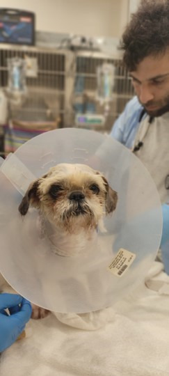 operation-in-dog-front-page-right.jpg