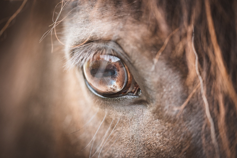 horse-eye.jpg