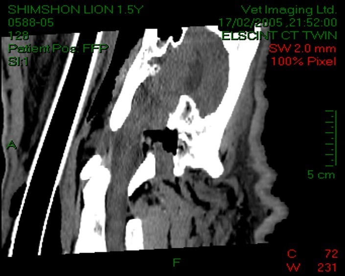 sagital_reconstraction_of_an_affected_lion_after_the_surgery