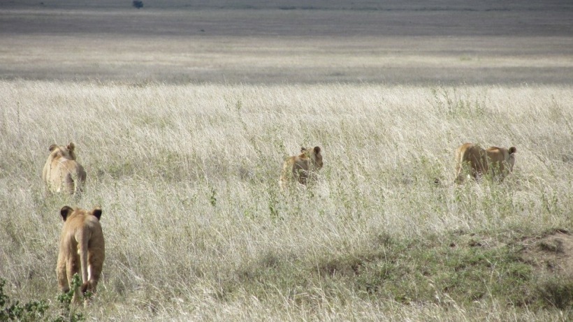 lions