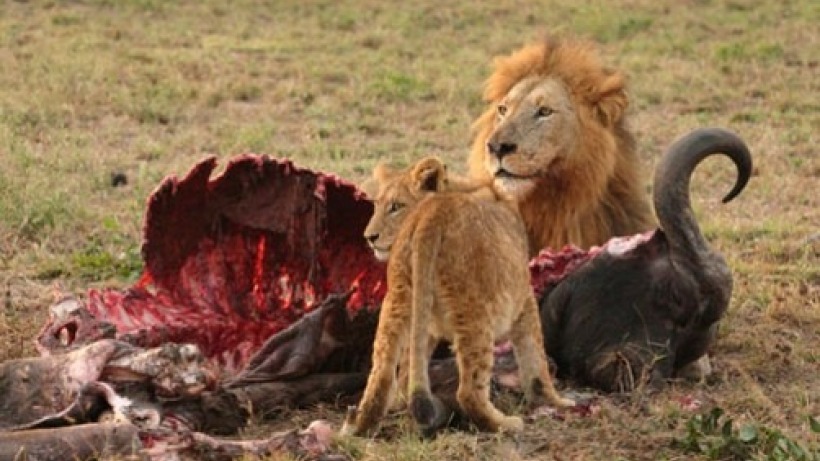 lion_eating_in_the_wild.jpg