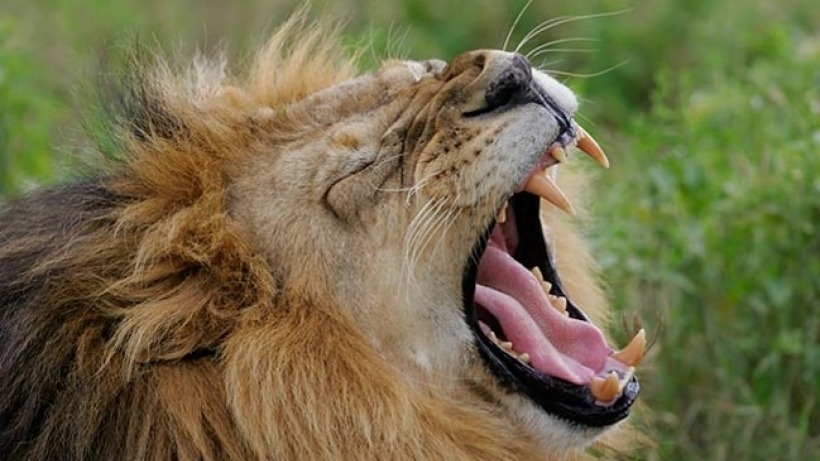 male_adult_lion_with_wide_opened_mouth.jpg