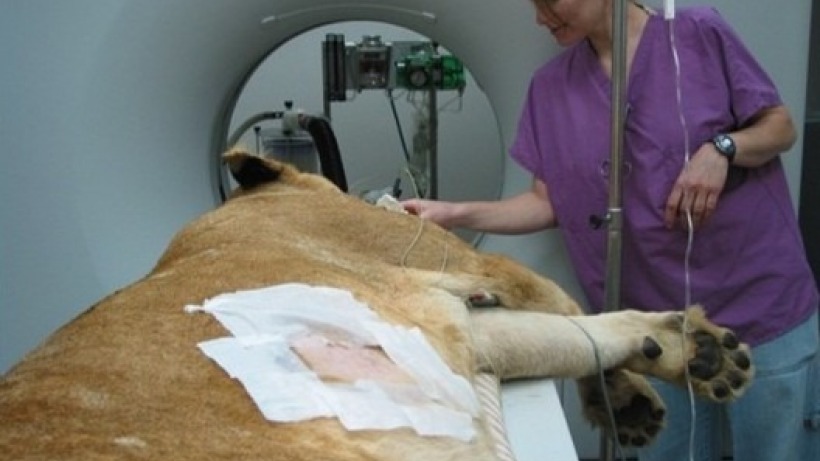 performing_liver_biopsy.jpg