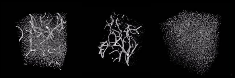 bone lab